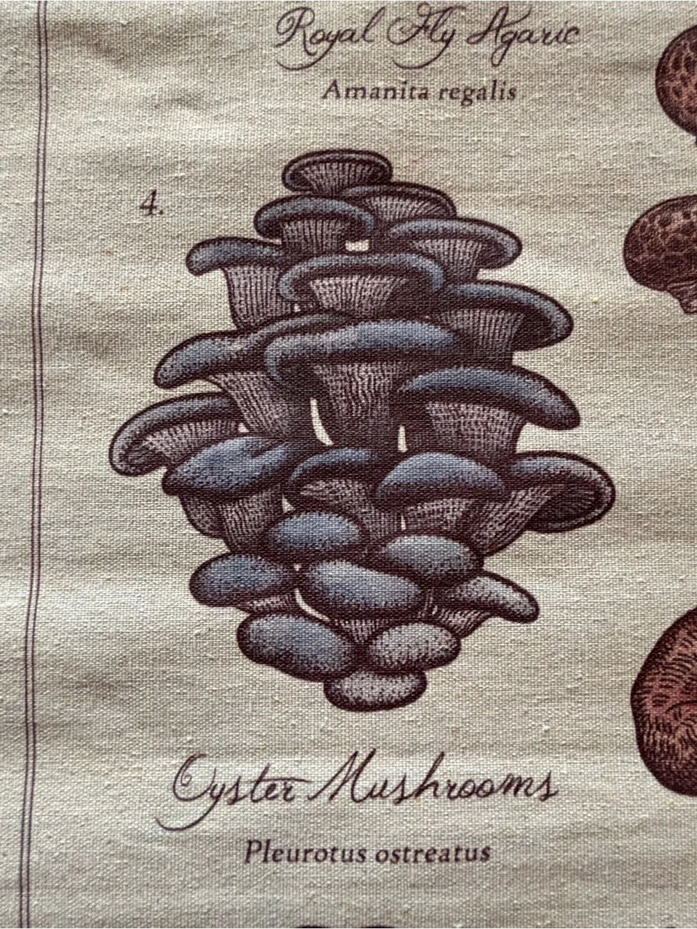 Mushrooms of the World Wall Hanging - Neutral Brown Canvas
